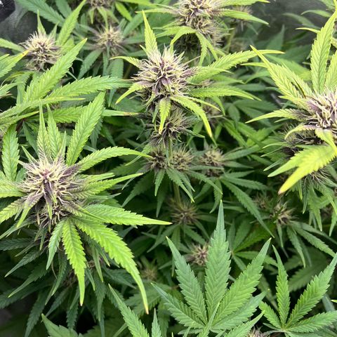 Banana Purple Punch Auto growlog timeline photo