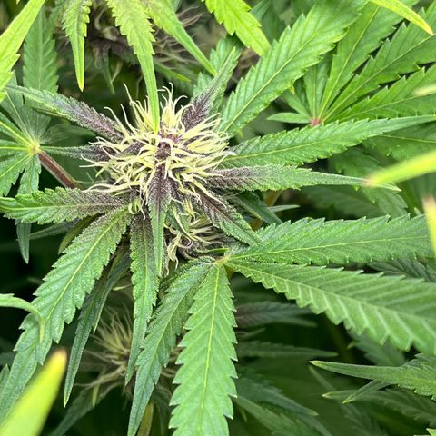 Banana Purple Punch Auto growlog timeline photo