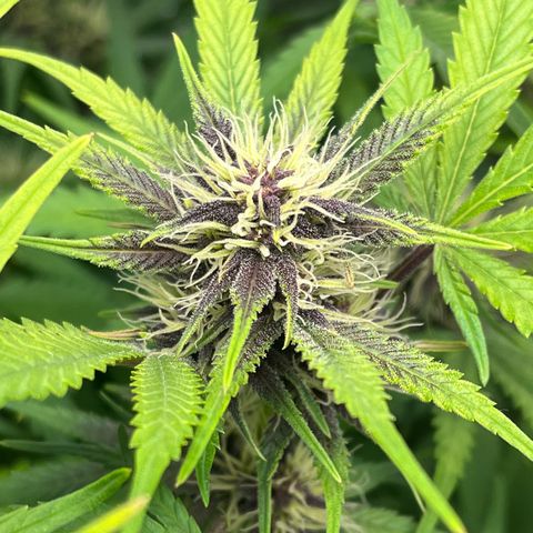 Banana Purple Punch Auto growlog timeline photo