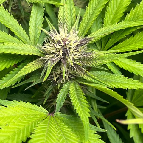 Banana Purple Punch Auto growlog timeline photo