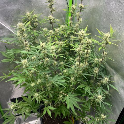 Papaya Cookies Auto growlog timeline photo