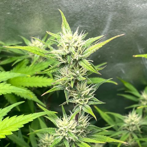 Papaya Cookies Auto growlog timeline photo