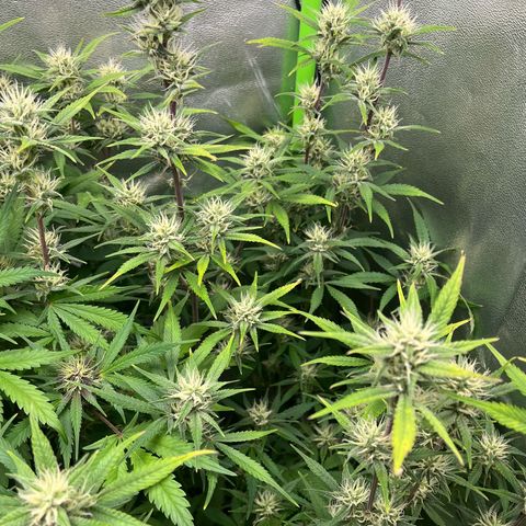 Papaya Cookies Auto growlog timeline photo