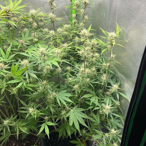 Papaya Cookies Auto growlog timeline photo