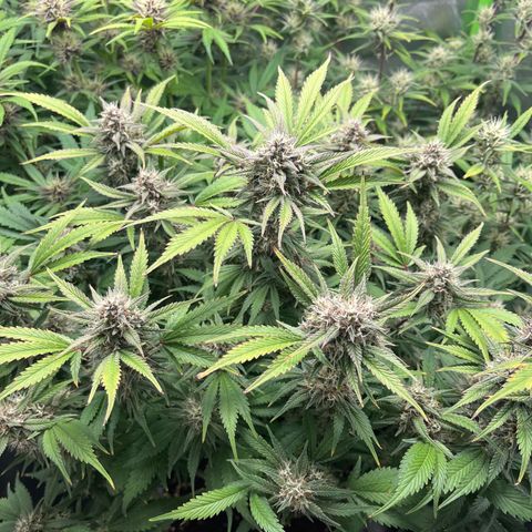 Strawberry Gorilla Auto growlog timeline photo