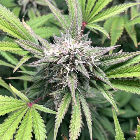 Strawberry Gorilla Auto growlog timeline photo