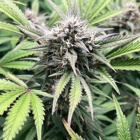 Strawberry Gorilla Auto growlog timeline photo