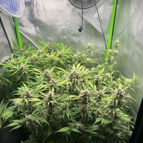 Strawberry Gorilla Auto growlog timeline photo