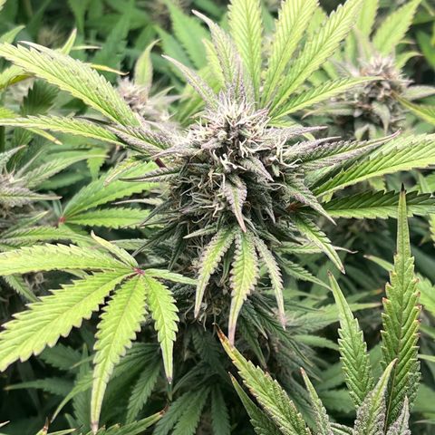 Strawberry Gorilla Auto growlog timeline photo