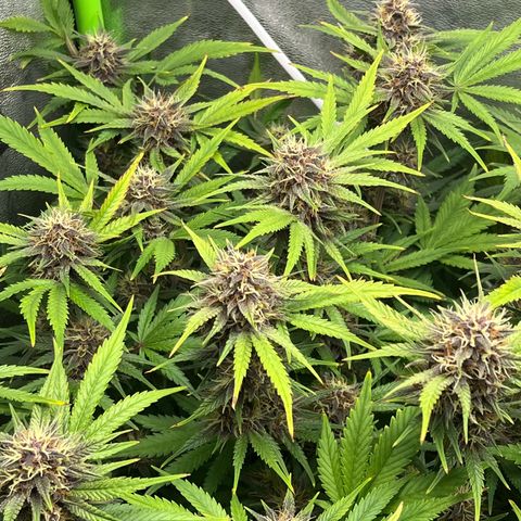 Banana Purple Punch Auto growlog timeline photo