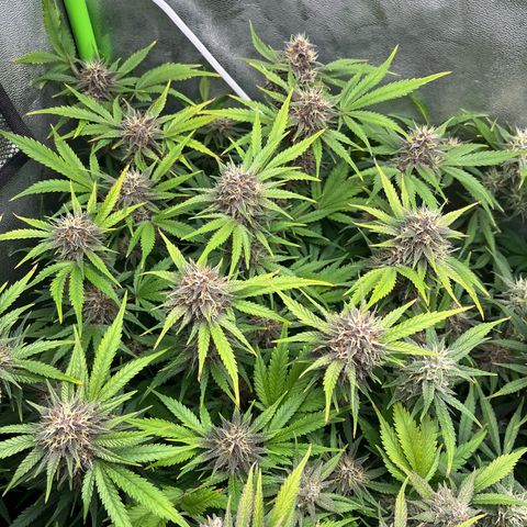 Banana Purple Punch Auto growlog timeline photo