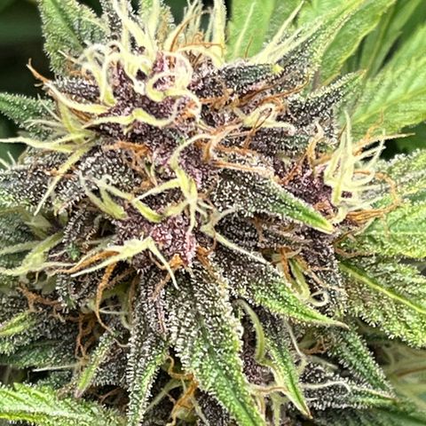 Banana Purple Punch Auto growlog timeline photo