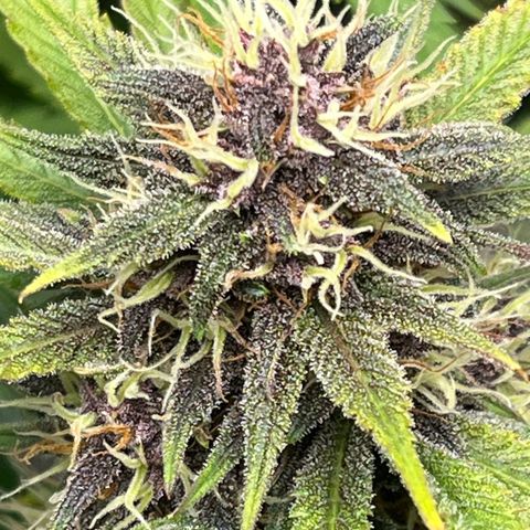 Banana Purple Punch Auto growlog timeline photo