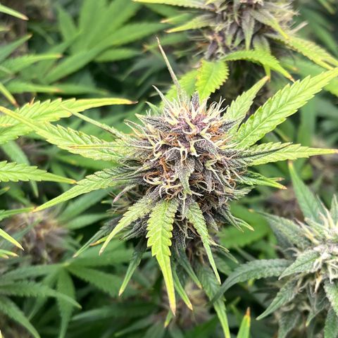 Banana Purple Punch Auto growlog timeline photo