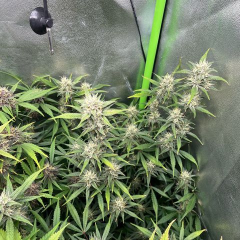 Papaya Cookies Auto growlog timeline photo