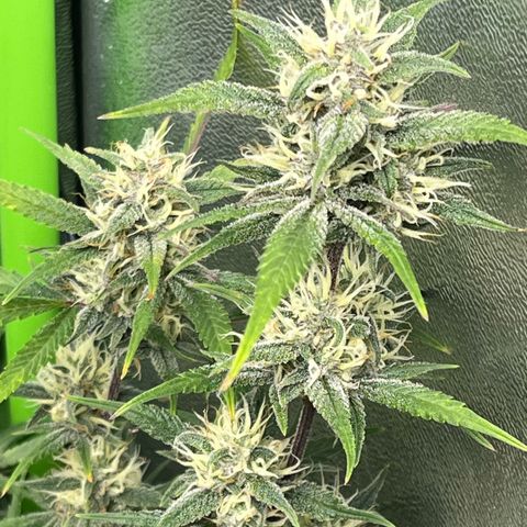 Papaya Cookies Auto growlog timeline photo