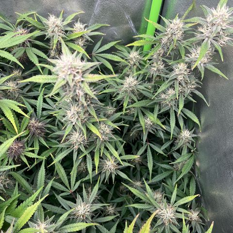 Papaya Cookies Auto growlog timeline photo