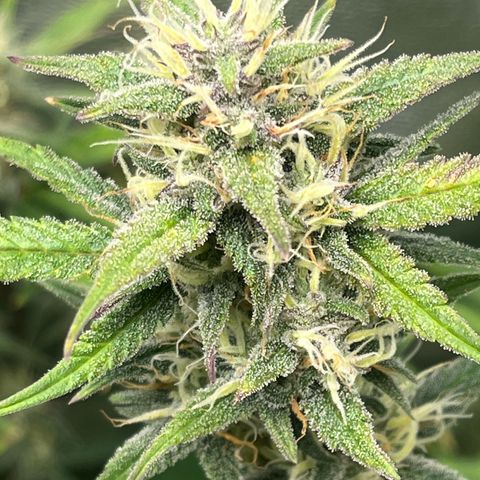 Papaya Cookies Auto growlog timeline photo