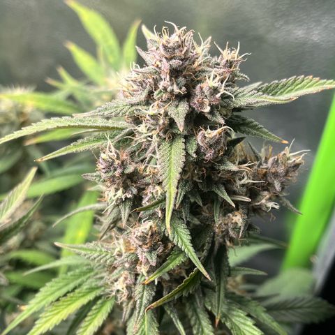 Strawberry Gorilla Auto growlog timeline photo