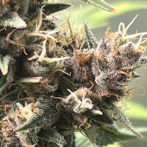 Strawberry Gorilla Auto growlog timeline photo