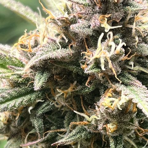 Strawberry Gorilla Auto growlog timeline photo