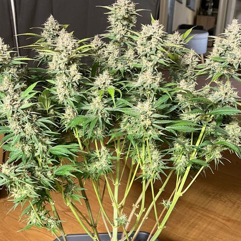 Strawberry Gorilla Auto growlog timeline photo