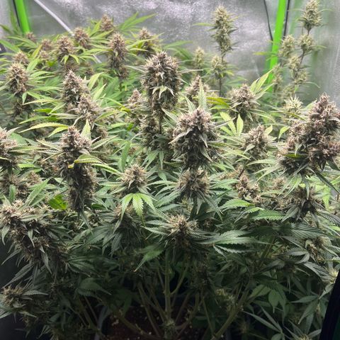 Strawberry Gorilla Auto growlog timeline photo