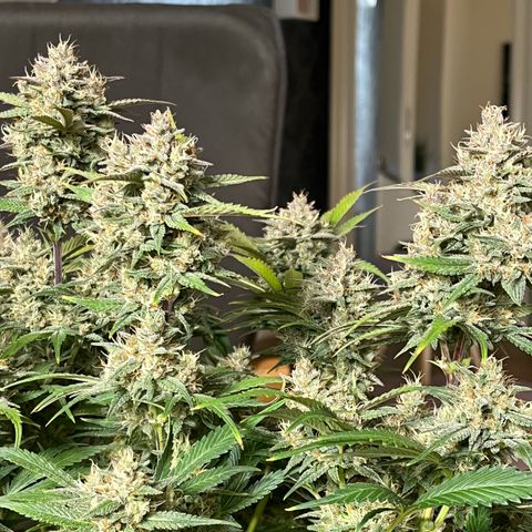 Strawberry Gorilla Auto growlog timeline photo