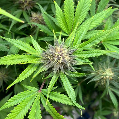 Banana Purple Punch Auto growlog timeline photo
