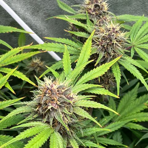 Banana Purple Punch Auto growlog timeline photo