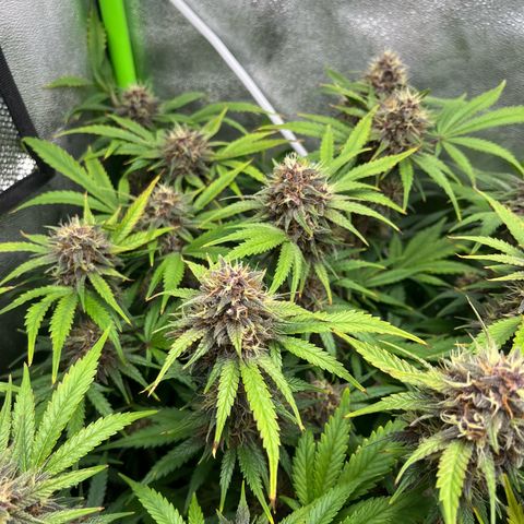Banana Purple Punch Auto growlog timeline photo
