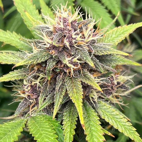 Banana Purple Punch Auto growlog timeline photo
