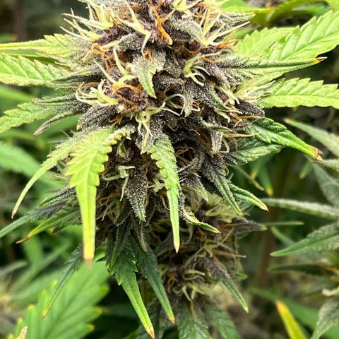 Banana Purple Punch Auto growlog timeline photo