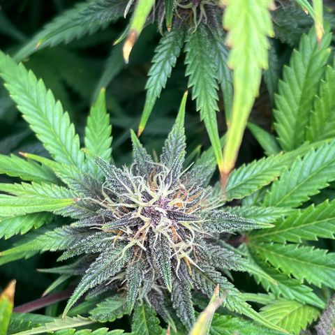 Banana Purple Punch Auto growlog timeline photo
