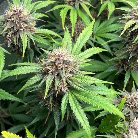 Banana Purple Punch Auto growlog timeline photo