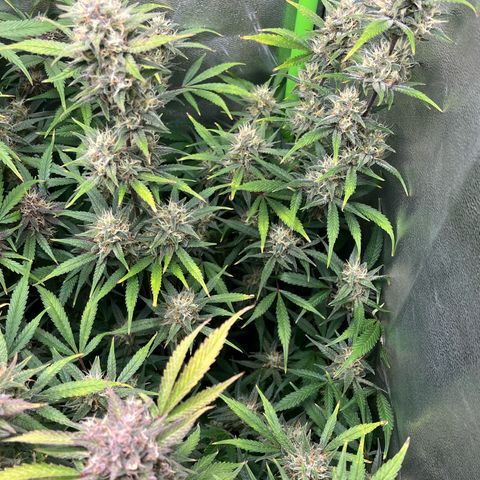 Papaya Cookies Auto growlog timeline photo