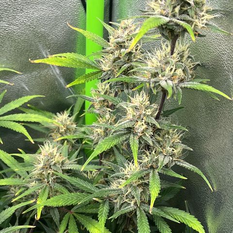 Papaya Cookies Auto growlog timeline photo