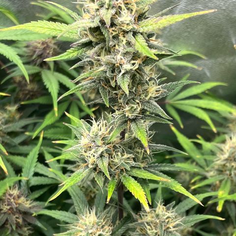 Papaya Cookies Auto growlog timeline photo