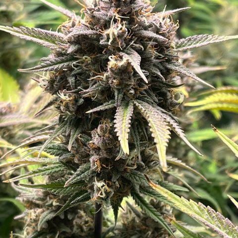 Strawberry Gorilla Auto growlog timeline photo