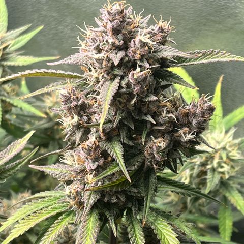 Strawberry Gorilla Auto growlog timeline photo