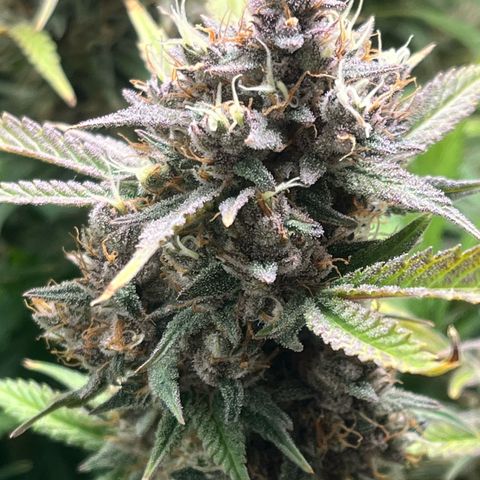 Strawberry Gorilla Auto growlog timeline photo