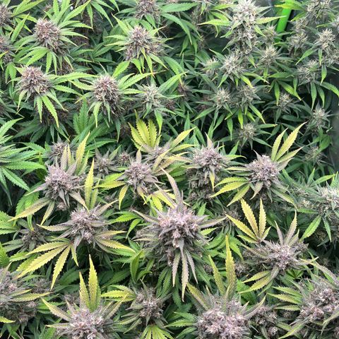 Strawberry Gorilla Auto growlog timeline photo