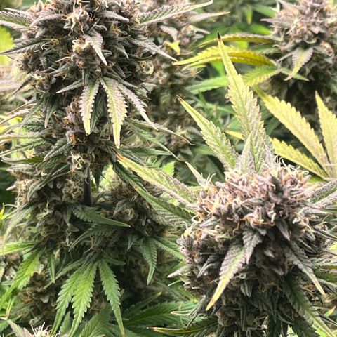 Strawberry Gorilla Auto growlog timeline photo