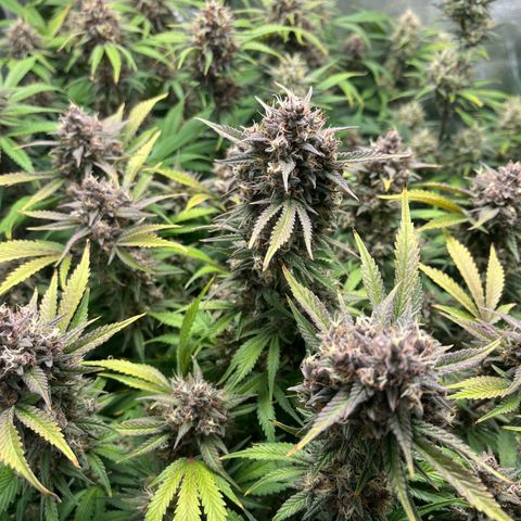 Strawberry Gorilla Auto growlog timeline photo