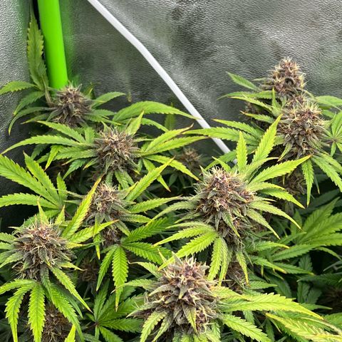 Banana Purple Punch Auto growlog timeline photo