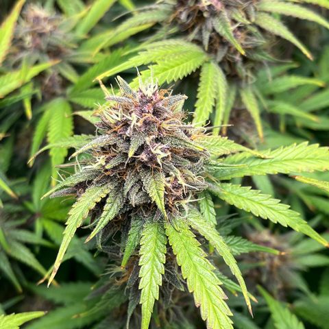 Banana Purple Punch Auto growlog timeline photo