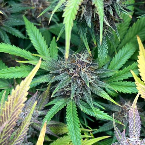 Banana Purple Punch Auto growlog timeline photo