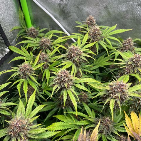 Banana Purple Punch Auto growlog timeline photo