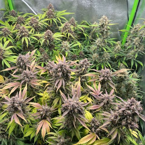 Banana Purple Punch Auto growlog timeline photo