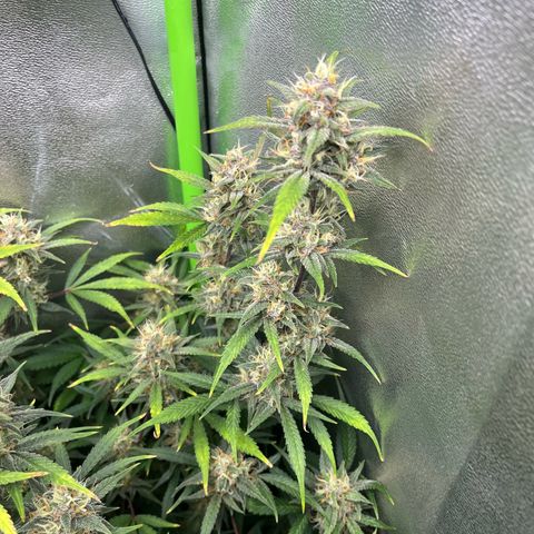 Papaya Cookies Auto growlog timeline photo